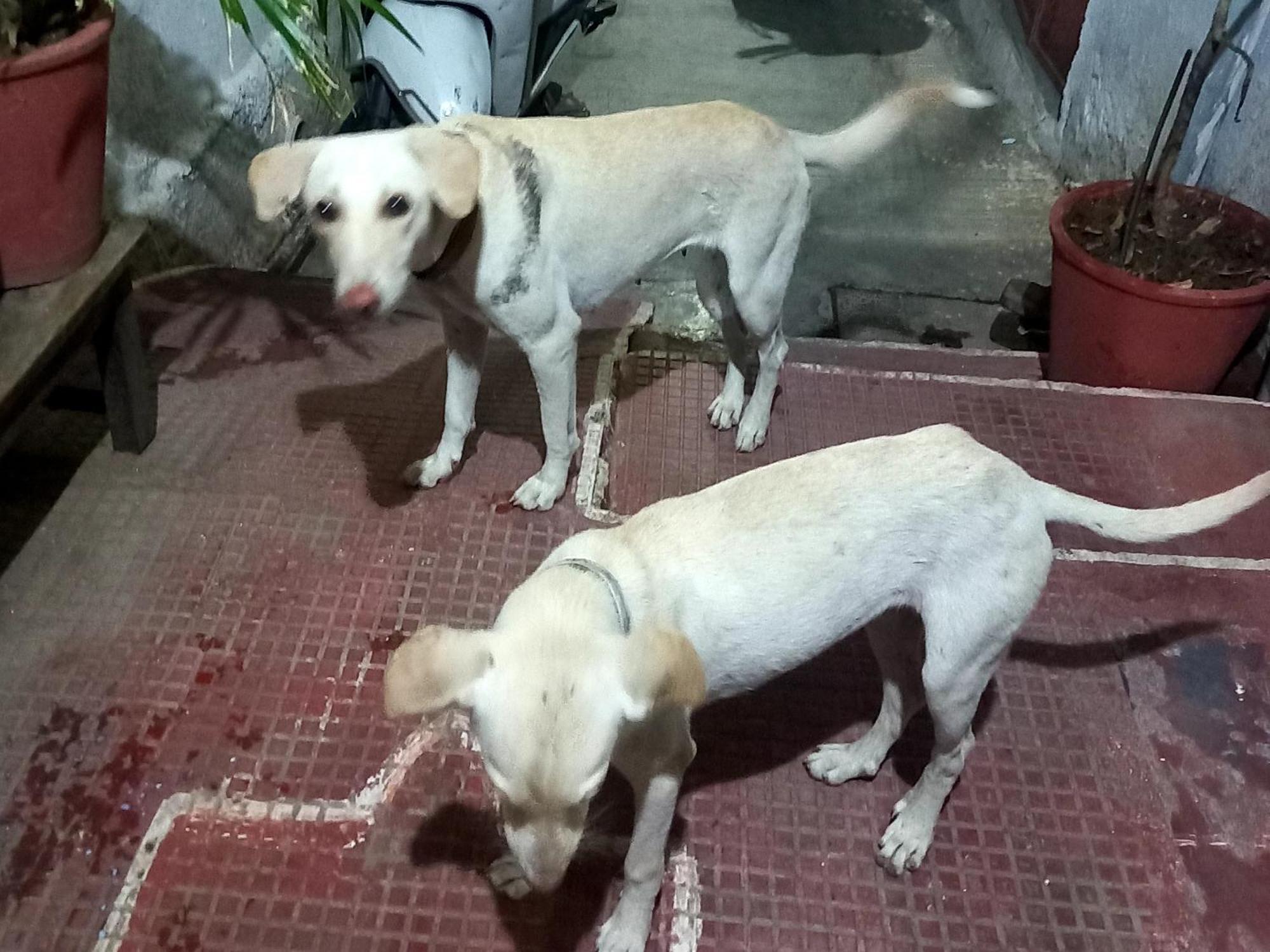 Nandini Paying Guest House Udaipur Bagian luar foto